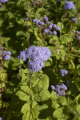 Conoclinium coelestinum