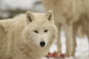 Crédence de cuisine en verre imprimé Loup Loups blancs en hiver
