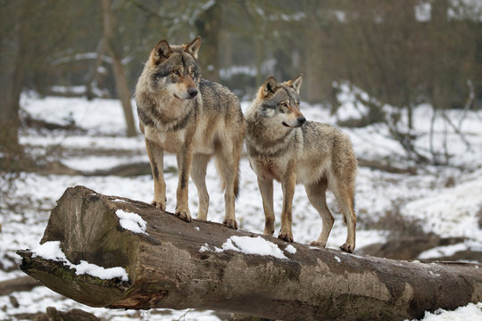 Loups gris en hiver
