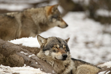Loups gris en hiver