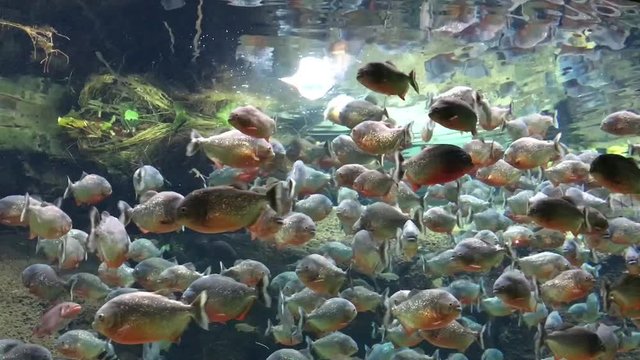 Piranha getting their food