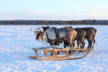 Fototapeta premium Reindeer sledding in the North of Siberia on a frosty evening