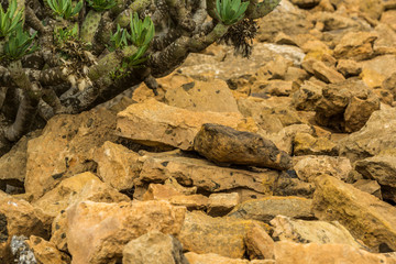 Wall of yellow lava rock with green plants