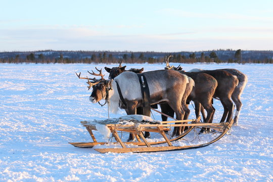 Reindeer sledding in the North of Siberia on a frosty evening