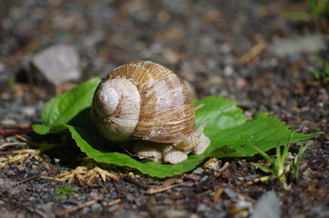 escargot dans la nature 