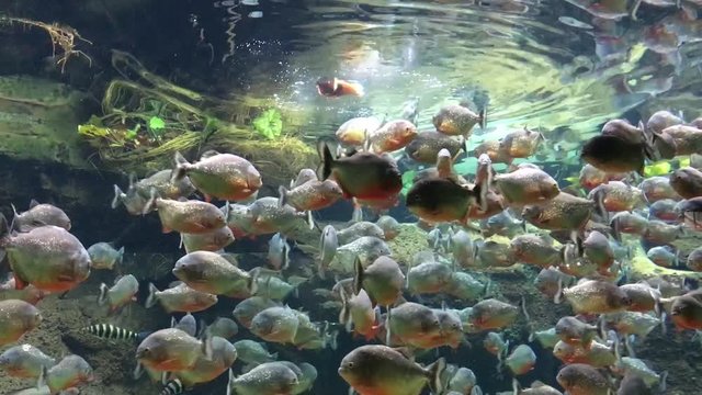 Piranha getting their food in slow motion