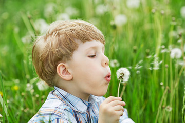 Young blond boy in a meadow blowing on dandelion seeds