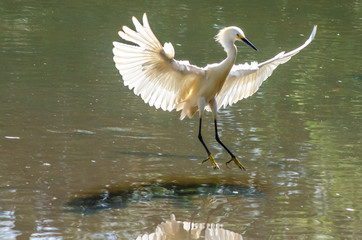 Belas aves do Brasil