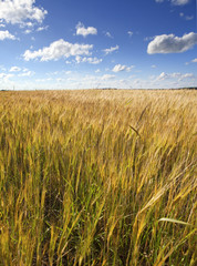 The field with wheat ears under the blue sky with clouds..