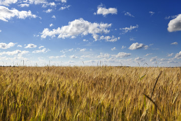 The field with wheat ears under the blue sky with clouds..