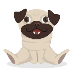 Isolated baby pug.