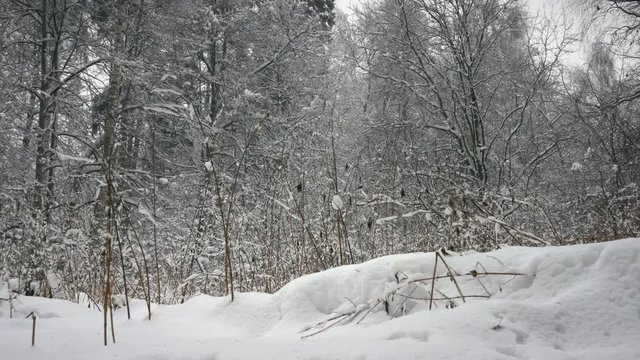 winter forest, trees in the snow