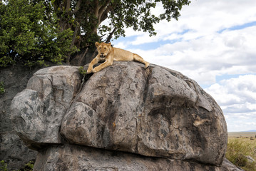 Lioness on a granite kopje in Serengeti National Park in Tanzania