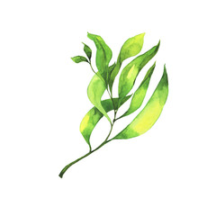 Fresh green branch with leaves isolated on white background. Hand drawn watercolor illustration.