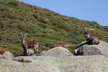 Cabras en Gredos, Avila