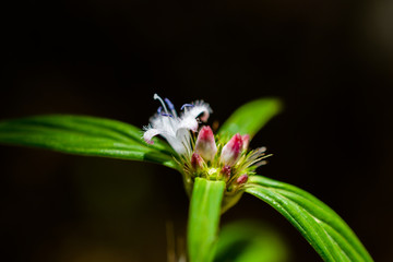 Tiny flower on black bakcground