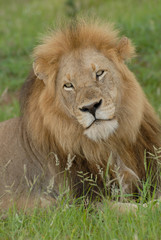 Close up headshot of male lion lying in grass with large mane