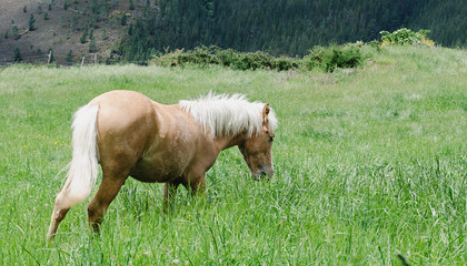 Horse grazing in the meadow.