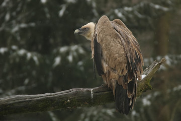 Vautour fauve