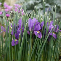 Draft Purple Iris