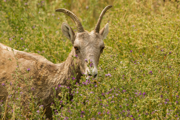 A Bighorn Ewe Dines on Flowers
