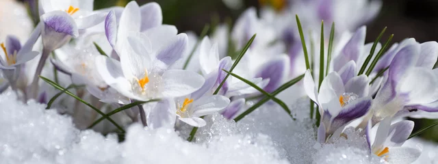 Foto op Plexiglas krokus bloemen © Alfira