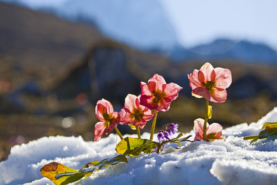 Blumen Im Schnee" Bilder – Durchsuchen 24 Archivfotos, Vektorgrafiken und  Videos | Adobe Stock