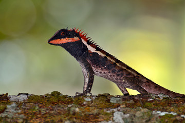 Portrait chameleon on branch with blurred background.