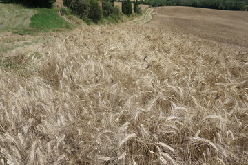 Pole pszenicy © Julia