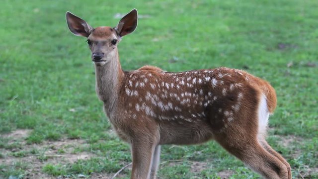 Portrait of baby dear on green meadow