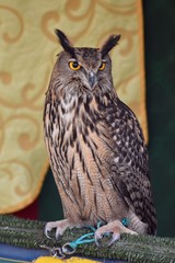 owl