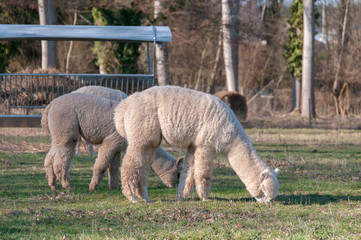 Alpaga Blanc Photo 7