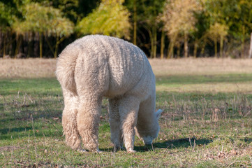 Alpaga Blanc Photo 2