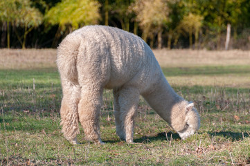 Alpaga Blanc Photo 1