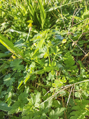 Black medick, nonesuch, or hop clover