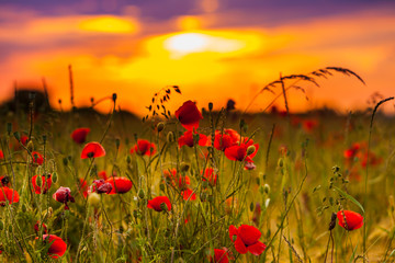 Fototapeta na wymiar Wheat field with poppies