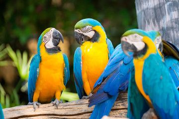 Colorful amazon parrot stand on the tree. Portrait of amazon's parrot or colorful parrot is looking for other parrots.