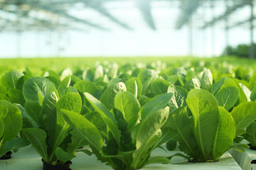 Growing vegetables in a greenhouse. Plantations of green salad. - obrazy, fototapety, plakaty