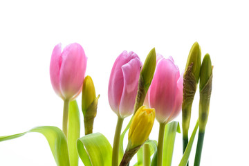 Pinke Tulpen und Narzissen isoliert vor weißem Hintergrund