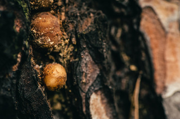 Texture of old pine close-up. Incredibly beautiful pattern. Mushroom grew on tree. Macro photography.