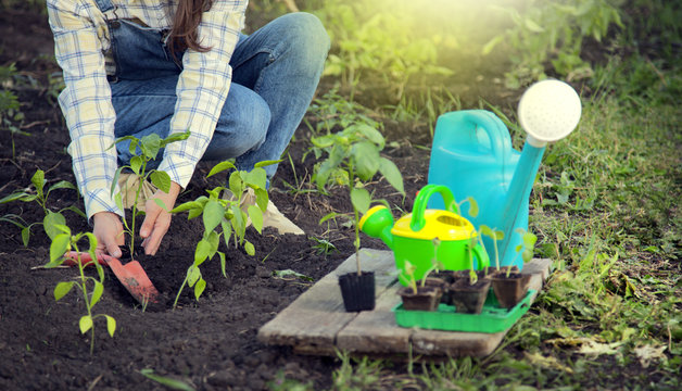 Woman in the garden makes planting seeds. Girl planting seedlings