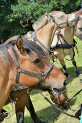 Chevaux pendant le pardon aux chevaux de l'&icirc;le Saint-Gildas en Bretagne