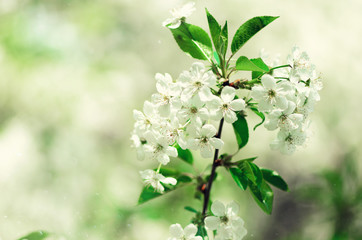 Blossom tree, spring nature background. Sunny day. Easter and blooming concept. Spring flowers with sun rays, copy space.
