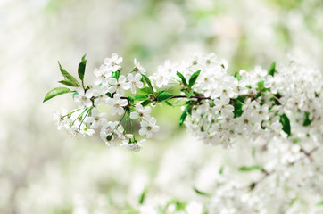 Blossom tree, spring nature background. Sunny day. Easter and blooming concept. Spring flowers with sun rays, copy space.