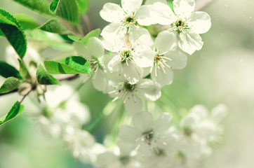 Blossom tree, spring nature background. Sunny day. Easter and blooming concept. Spring flowers with sun rays, copy space.