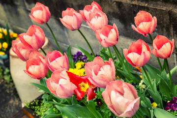 Flower bed with beautiful flowering tulips