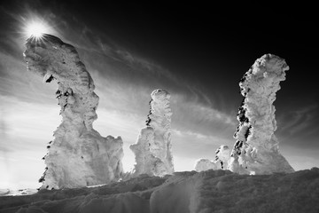 BW postacie choinki w śniugu © Marcin