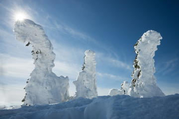 Pilsko choinki oblepione śniegiem © Marcin