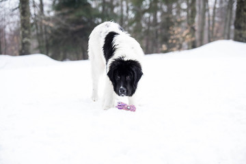 landseer dog pure breed in snow winter playing sport one