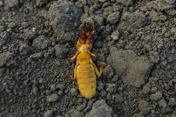  harmful insect, agricultural pest. pest control.